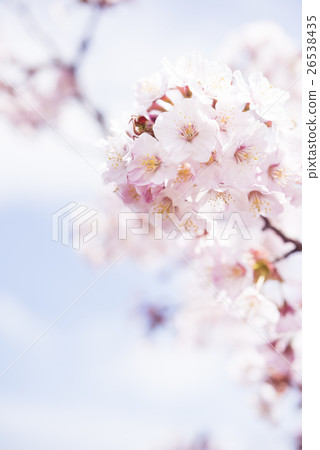 櫻花盛開（高調表達） 26538435