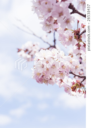 櫻花盛開（高調表達） 26538437