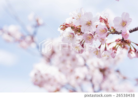 櫻花盛開（高調表達） 26538438