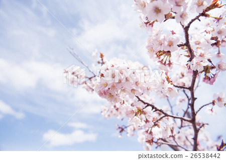 Cherry blossoms in full bloom (empty bag) Cherry blossoms in full bloom (empty bag) 26538442