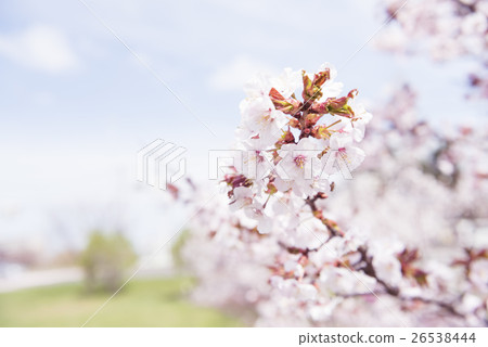 Cherry blossoms in full bloom (shallow depth of field) Cherry blossoms in full bloom (shallow depth of field) 26538444