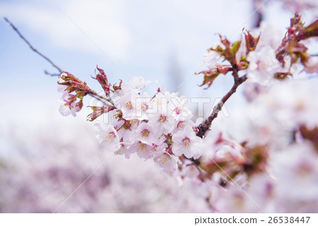 Cherry blossoms in full bloom (shallow depth of field) 26538447