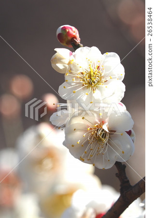 梅花(藍梅梅) 梅花(藍梅梅) 26538464