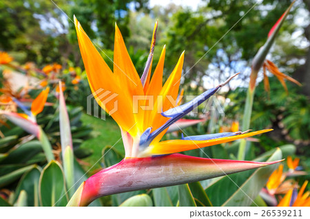 Bird of Paradise flower, Strelitzia 26539211