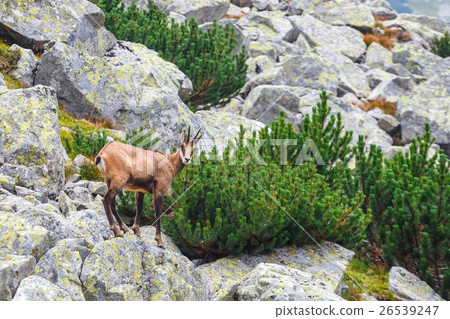 Chamois (Rupicapra Carpatica) in Tatra Mountains 26539247