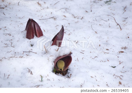 Yamanashi Shioyama Takeshimori's Zen medicinal plants 26539405