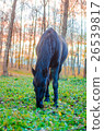 Horse eating grass in the forest, shallow DOF 26539817