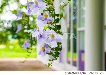 violet orchids,fresh orchids in nature 26540128