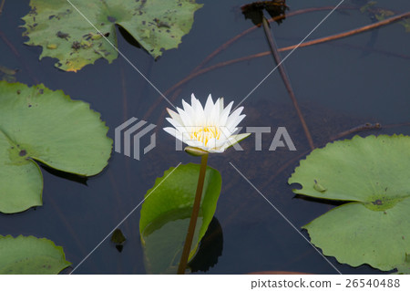 Lotus flower in pond 26540488
