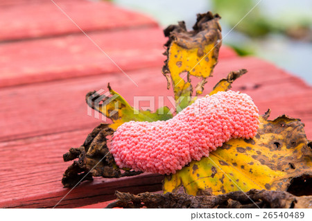 Closeup Eggs of Golden apple-snail 26540489