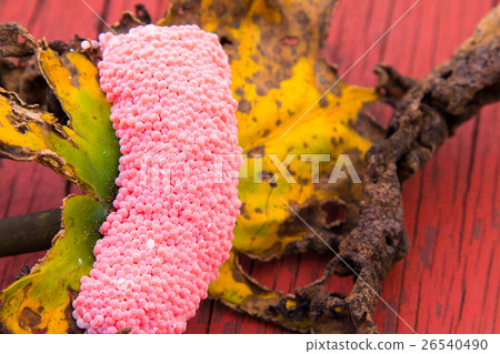 Closeup Eggs of Golden apple-snail 26540490