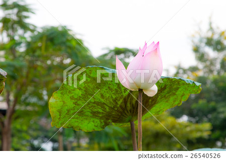Lotus flower in pond Lotus flower in pond 26540526