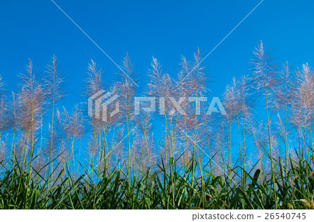Sugar cane flower Sunrise,Beauty blue sky Sugar cane flower Sunrise,Beauty blue sky 26540745