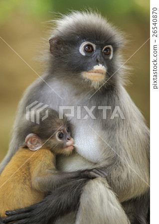 motherhood of Dusky leaf monkey 26540870