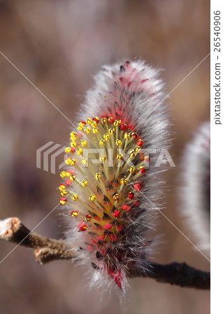 Feline flower flower 26540906