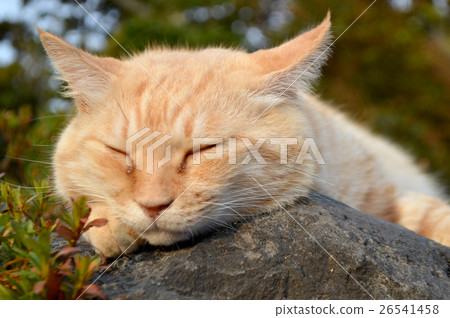 Cat in the afternoon 26541458