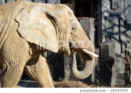 The profile of an elephant 26541503