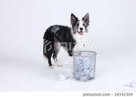 Animal companion and me Animal companion and me 26542304