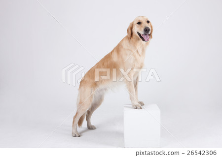 Animal companion and me Animal companion and me 26542306