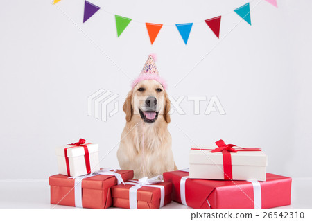 Animal companion and me Animal companion and me 26542310