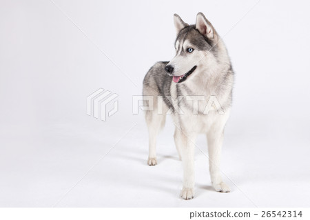 Animal companion and me Animal companion and me 26542314
