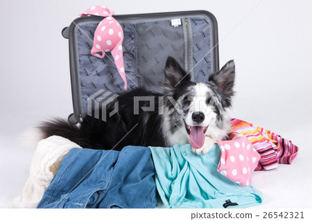 Animal companion and me Animal companion and me 26542321