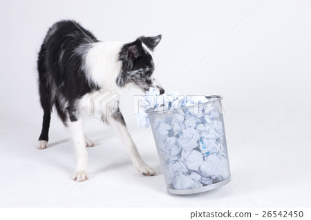 Animal companion and me Animal companion and me 26542450