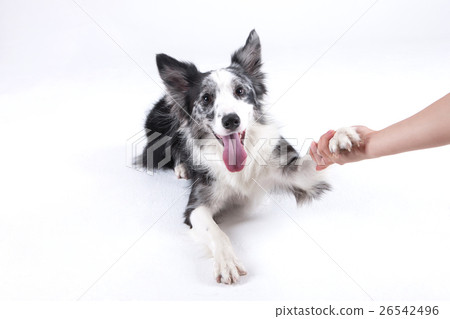 Animal companion and me Animal companion and me 26542496