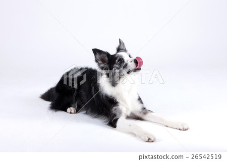 Animal companion and me Animal companion and me 26542519