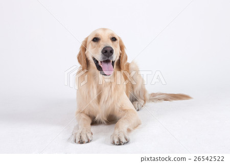 Animal companion and me  26542522