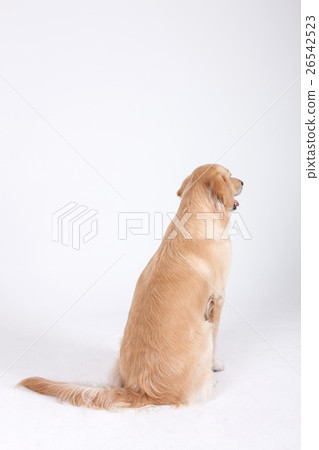 Animal companion and me Animal companion and me 26542523