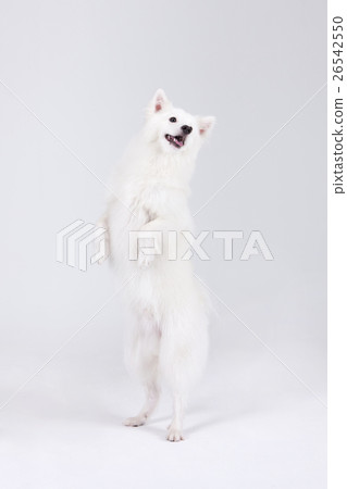 Animal companion and me Animal companion and me 26542550