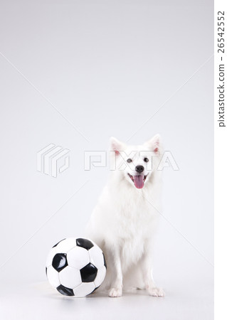 Animal companion and me Animal companion and me 26542552