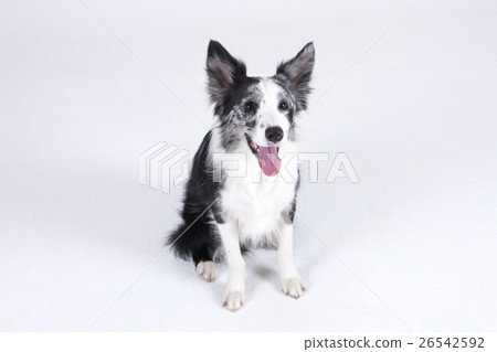 Animal companion and me Animal companion and me 26542592