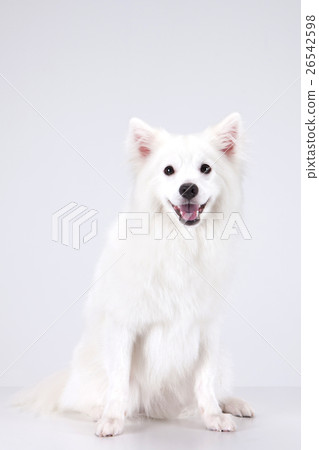 Animal companion and me Animal companion and me 26542598