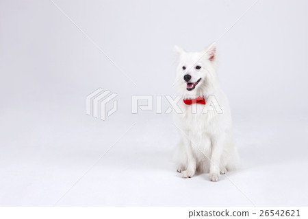 Animal companion and me Animal companion and me 26542621