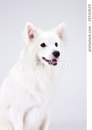 Animal companion and me Animal companion and me 26542629