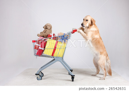 Animal companion and me Animal companion and me 26542631