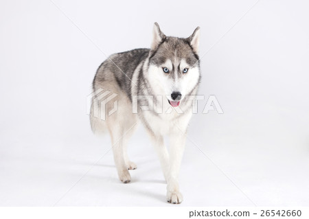 Animal companion and me Animal companion and me 26542660