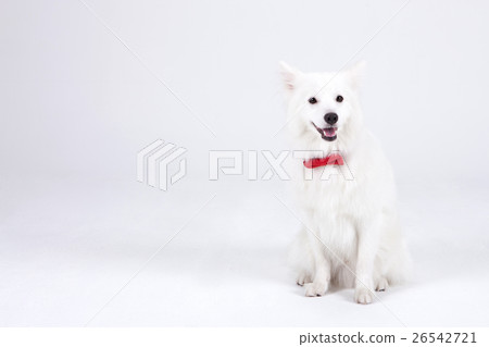 Animal companion and me Animal companion and me 26542721