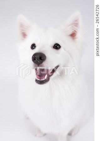 Animal companion and me Animal companion and me 26542726
