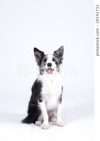 Animal companion and me Animal companion and me 26542732