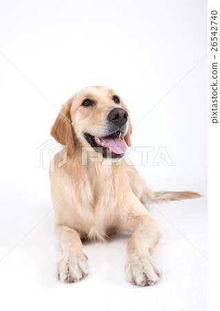 Animal companion and me Animal companion and me 26542740