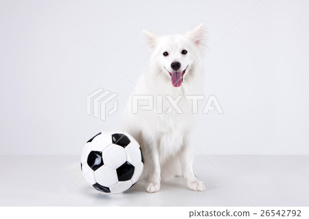 Animal companion and me Animal companion and me 26542792