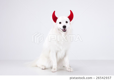 Animal companion and me Animal companion and me 26542937