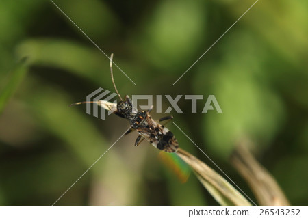 生物昆蟲echoeshoshin人參Nagarebidae，長長的名字長的臭蟲。它看起來不像“葫蘆” 26543252