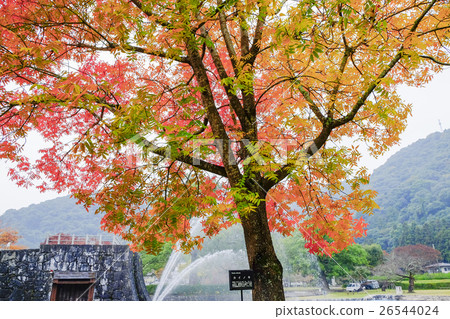 Leaves of autumn leaves 26544024