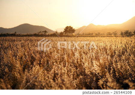 Common reed  26544109