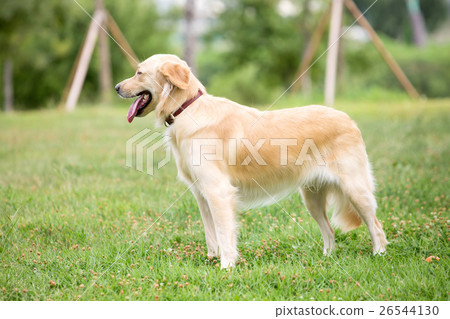 Pet and Me II  26544130