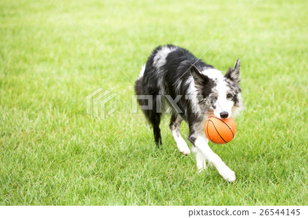 Pet and Me II Pet and Me II 26544145